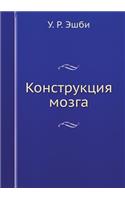 Конструкция мозга