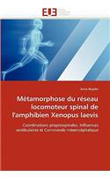 M�tamorphose Du R�seau Locomoteur Spinal de l''amphibien Xenopus Laevis: (Omn.Univ.Europ.)