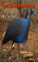 Vulturine Guineafowl