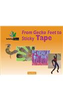 From Gecko Feet to Sticky Tape