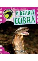 Deadly Cobra