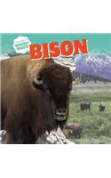 Bison