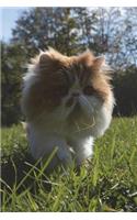 Persian Cat Perks Up Journal: 150 page lined notebook/diary