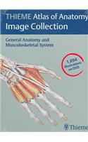 Thieme Atlas of Anatomy Image Collection