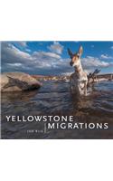 Yellowstone Migrations