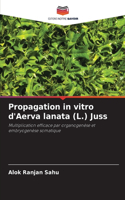 Propagation in vitro d'Aerva lanata (L.) Juss