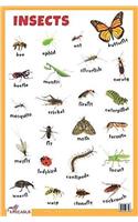 Insects - Educational Chart