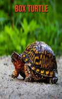 Box Turtle