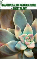 Graptopetalum Paraguayense - Ghost Plant