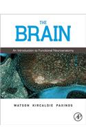 The Brain