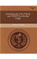 Examining the Role of Ypt1p and Trapp II at the Late Golgi