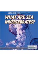 What Are Sea Invertebrates?