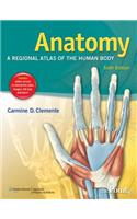 Anatomy