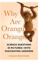 Why Are Orangutans Orange?
