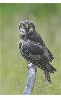Owl Journal