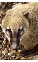 A Coati on the Ground Journal