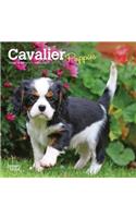 Cavalier King Charles Spaniel Puppies 2020 Mini 7x7