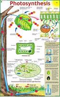 Photosynthesis Chart