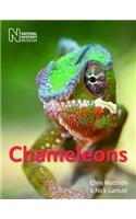 Chameleons