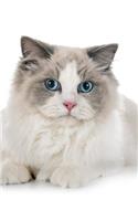 Ragdoll