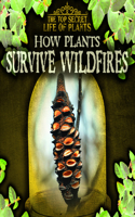 How Plants Survive Wildfires