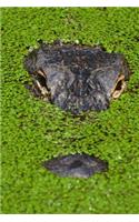 An Alligator Partially Hidden in a Swamp in Florida Journal: 150 Page Lined Notebook/Diary