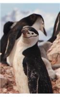Say Hello to the Chinstrap Penguin Journal: 150 page lined notebook/diary