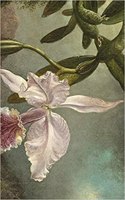 Orchid Blossoms Notebook