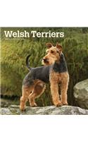 Welsh Terriers 2020 Square Btuk