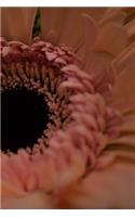 Peach Summer Notebook: 150 Lined Pages, Softcover, 6 X 9
