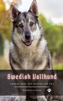 Swedish Vallhund
