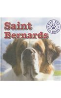 Saint Bernards