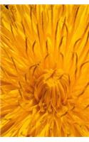 Close-up of a Common Dandelion Journal: 150 Page Lined Notebook/Diary