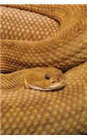 Basilisk Rattlesnake Notebook: Blank Journal Diary Log(39 Wildlife 150 Lined)