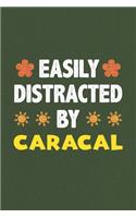 Easily Distracted By Caracal