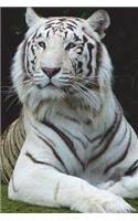 Portrait of a White Tiger Journal: 150 page lined notebook/diary