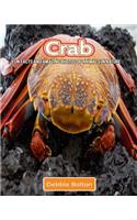 Crab: Fun Facts and Amazing Photos of Animals in Nature