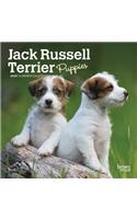 JACK RUSSELL TERRIER PUPPIES 2020 MINI W