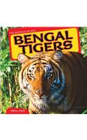 Bengal Tigers