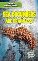 Sea Cucumbers Are Brainless!