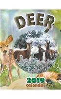 Deer 2019 Calendar