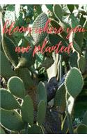 Bloom Where You Are Planted