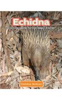 Echidna: Fun Facts and Amazing Photos of Animals in Nature