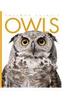 Owls: (Amazing Animals)