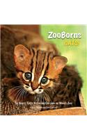 ZooBorns Cats!