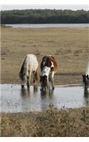 Wild Horses on Assateague Island Journal: 150 Page Lined Notebook/Diary