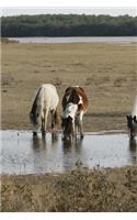 Wild Horses on Assateague Island Journal