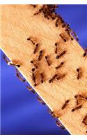 Insect Journal Fire Ants On Wood Entomology