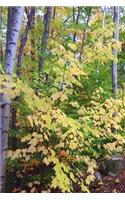 2020 Weekly Planner Fall Foliage Colors Autumn Forest 134 Pages: 2020 Planners Calendars Organizers Datebooks Appointment Books Agendas