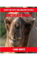 Bactrian Camel: Super Fun Facts and Amazing Pictures